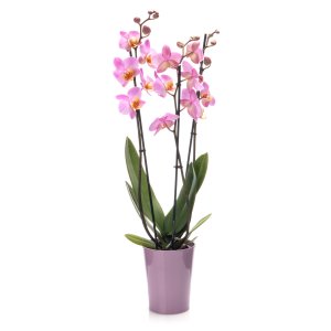 Pink Orchid in a pot
