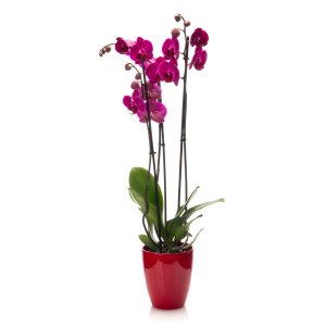 Purple Orchid in a pot