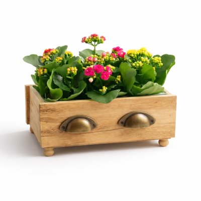 Kalanchoe v dřevěném truhlíku