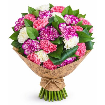 Goździki w pełnej krasie